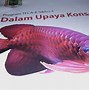 Harga Ikan Arwana 20Cm